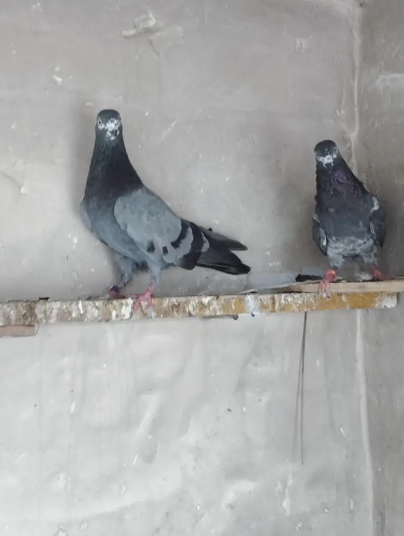 Breeder pigeons/pair/kabootar for sale/baby pigeons/bachy available — photo 4