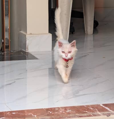 cat for sale