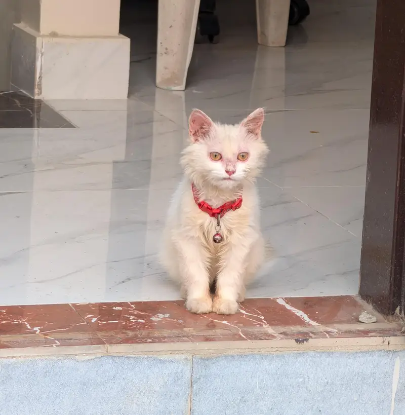 cat for sale — photo 2