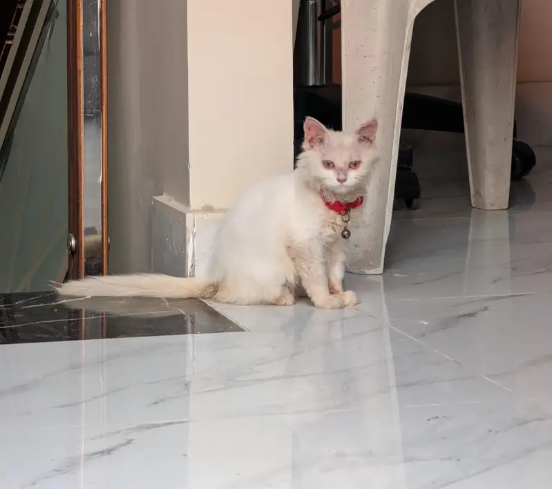 cat for sale — photo 3