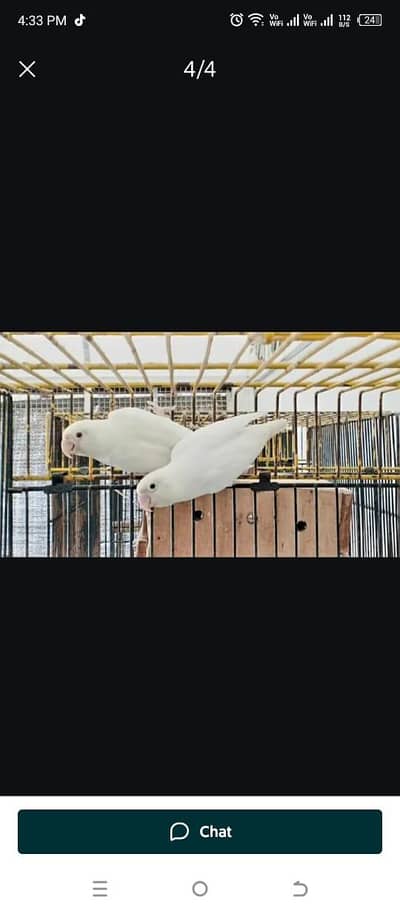 Albino red eyes breeding pair healthy and active 03274810960