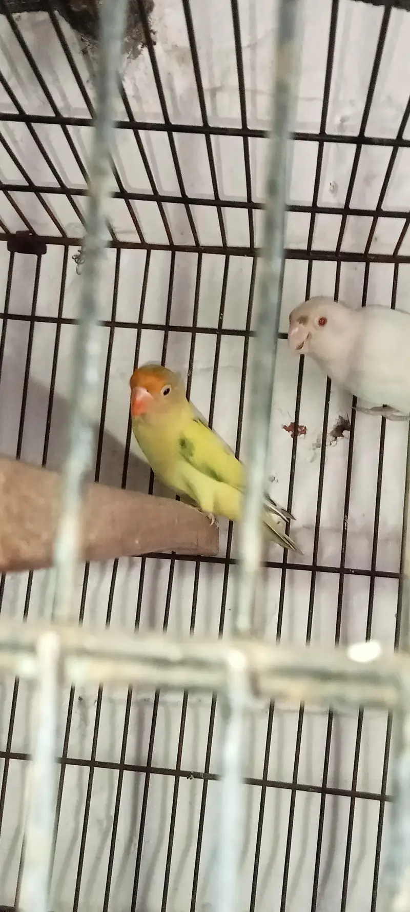 Albino red eyes breeding pair healthy and active 03274810960 — photo 2