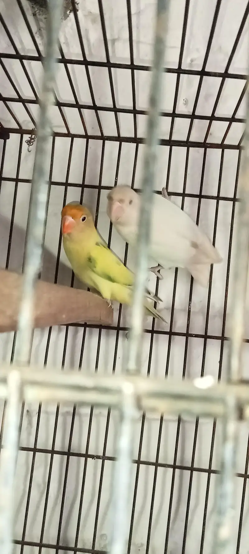 Albino red eyes breeding pair healthy and active 03274810960 — photo 3