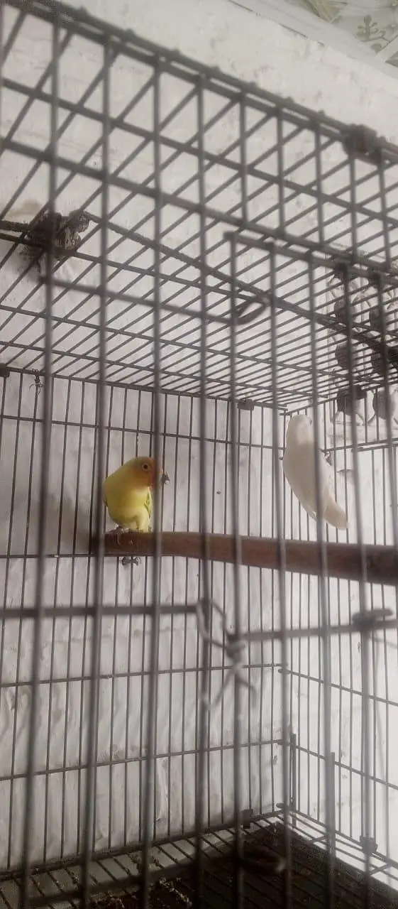 Albino red eyes breeding pair healthy and active 03274810960 — photo 4
