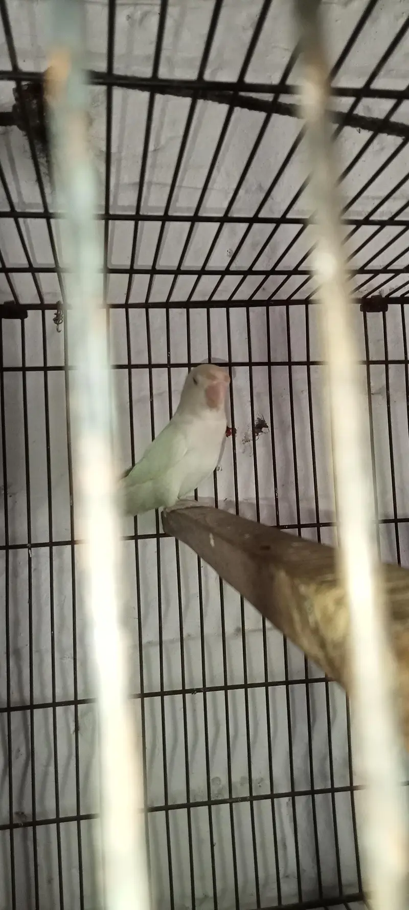 Albino red eyes breeding pair healthy and active 03274810960 — photo 5