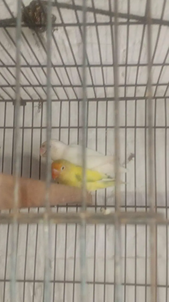 Albino red eyes breeding pair healthy and active 03274810960 — photo 6