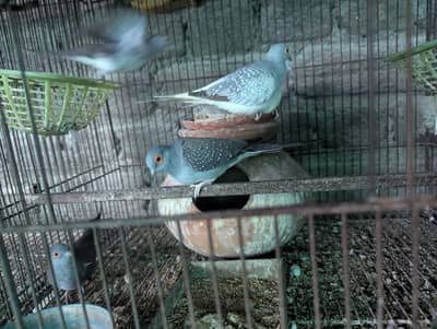 ring dove breeding pairs