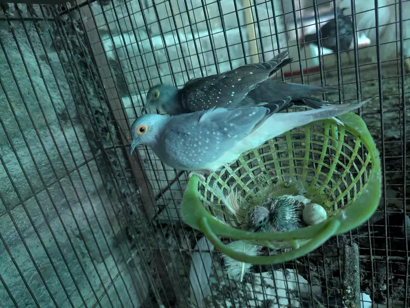 ring dove breeding pairs — photo 2
