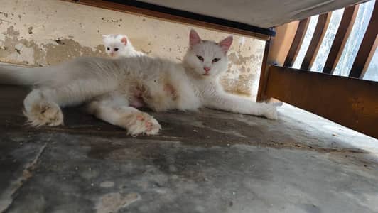 breeder female persian green eyes cat with 3 kittens for sale