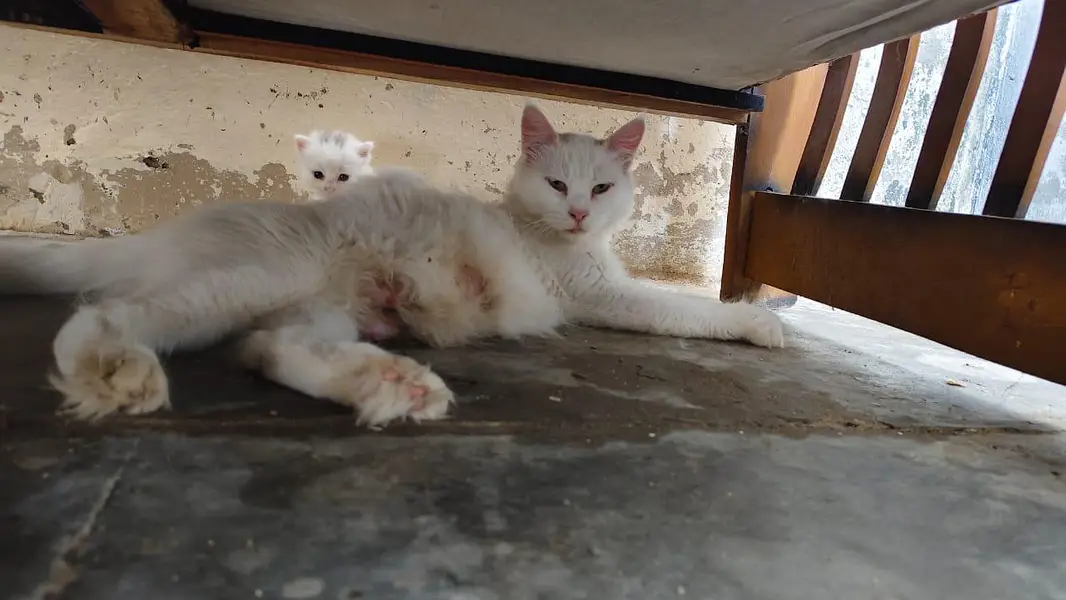breeder female persian green eyes cat with 3 kittens for sale — photo 2