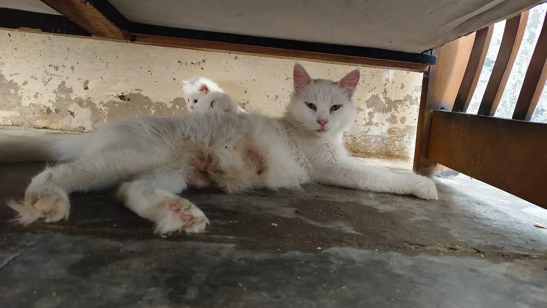 breeder female persian green eyes cat with 3 kittens for sale — photo 3