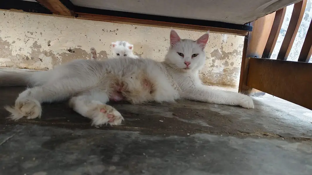 breeder female persian green eyes cat with 3 kittens for sale — photo 4