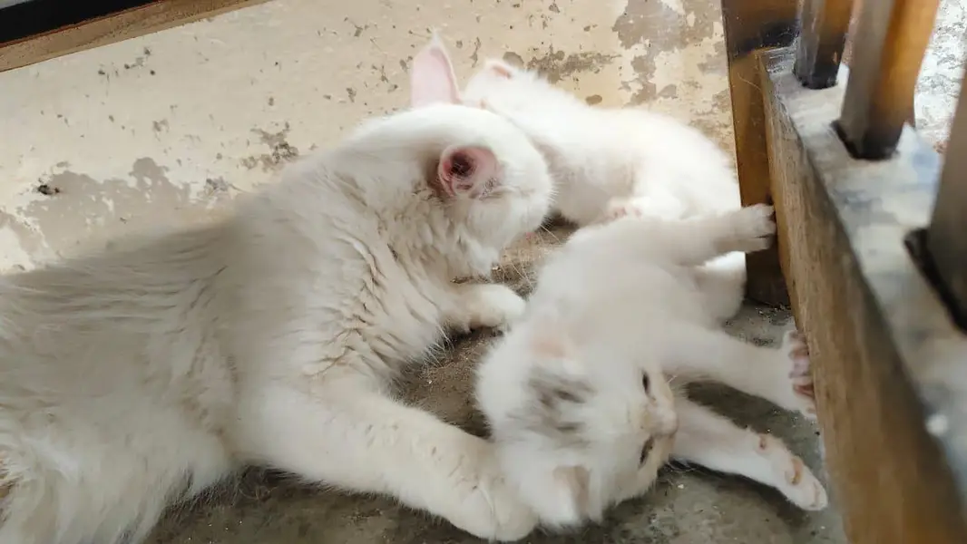 breeder female persian green eyes cat with 3 kittens for sale — photo 5