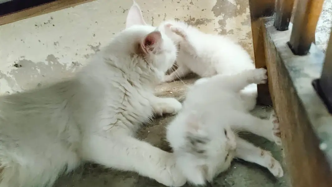 breeder female persian green eyes cat with 3 kittens for sale — photo 6