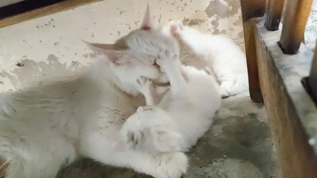 breeder female persian green eyes cat with 3 kittens for sale — photo 7