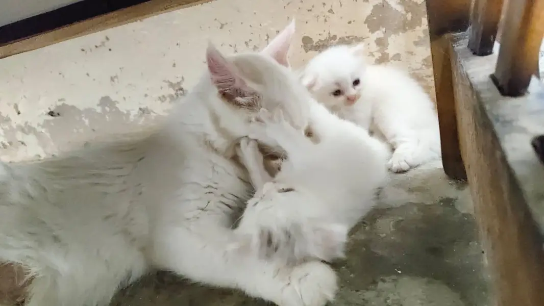breeder female persian green eyes cat with 3 kittens for sale — photo 8