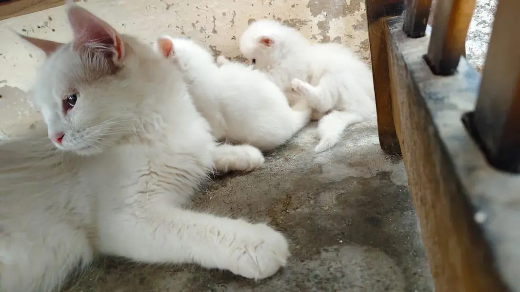 breeder female persian green eyes cat with 3 kittens for sale — photo 9