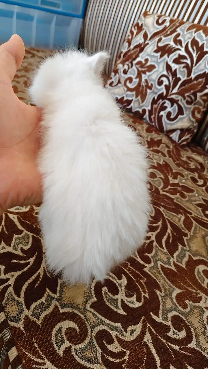 breeder female persian green eyes cat with 3 kittens for sale — photo 10