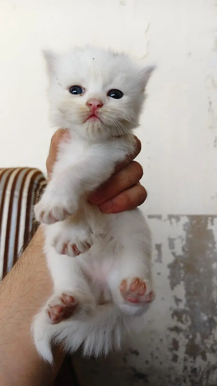 breeder female persian green eyes cat with 3 kittens for sale — photo 11