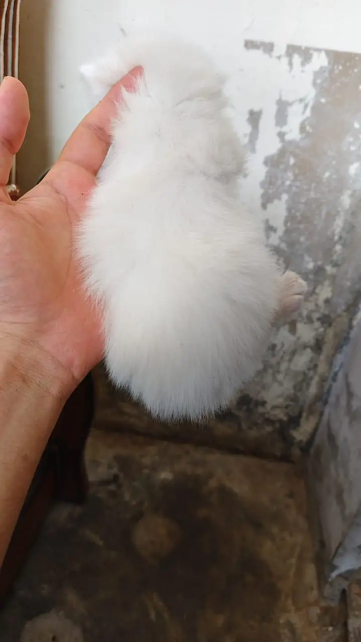 breeder female persian green eyes cat with 3 kittens for sale — photo 12
