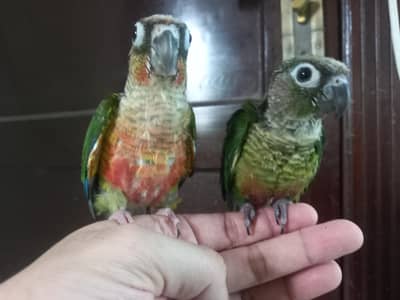 Hand tammed conure parrot pair available
