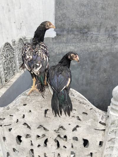 sawa and heera aseel