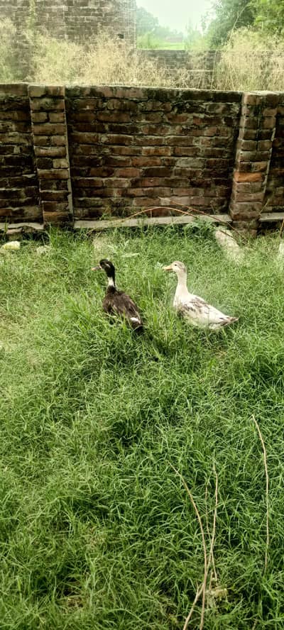 hens for sale