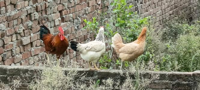 hens for sale