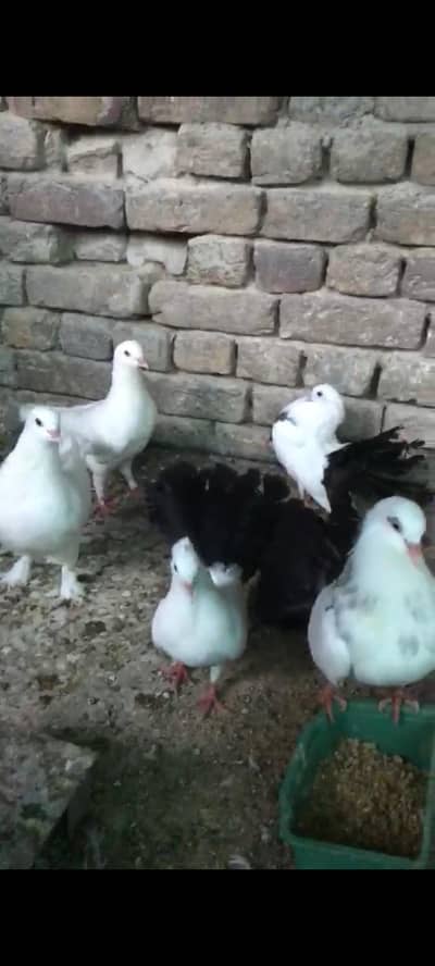 baby lucky and king pigeons