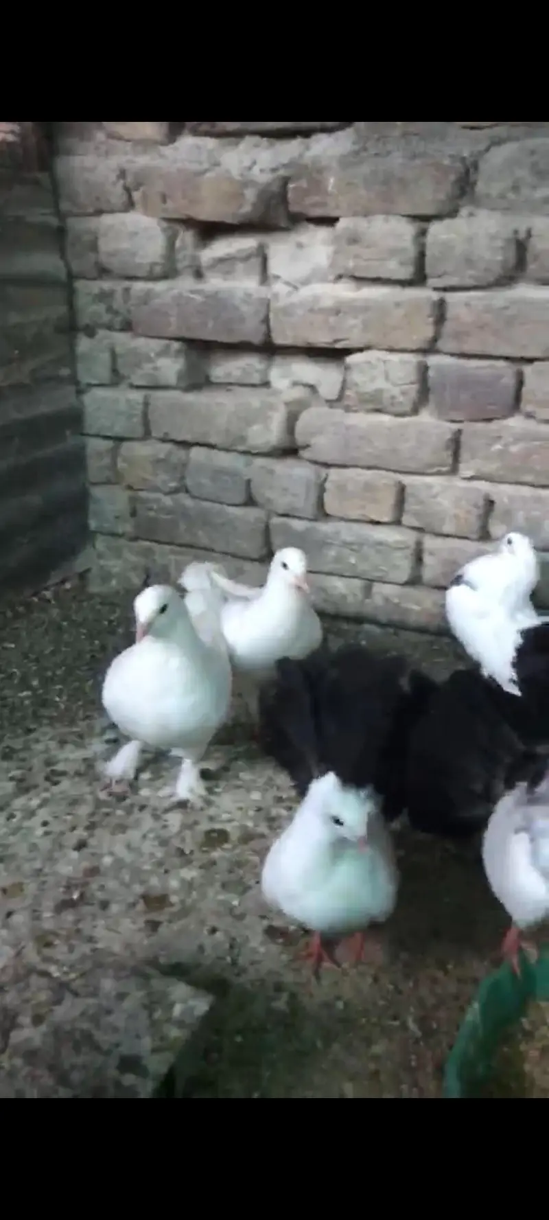 baby lucky and king pigeons — photo 2