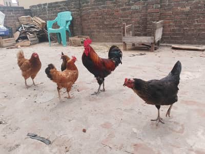 Desi Golden Misri Hens & Murga For Sale - Healthy Egg Laying