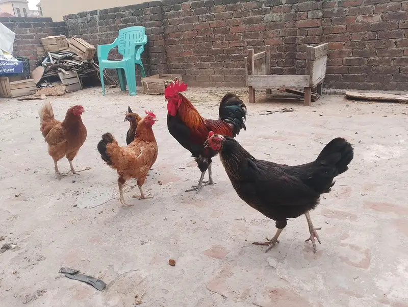Desi Golden Misri Hens & Murga For Sale - Healthy Egg Laying — photo 2