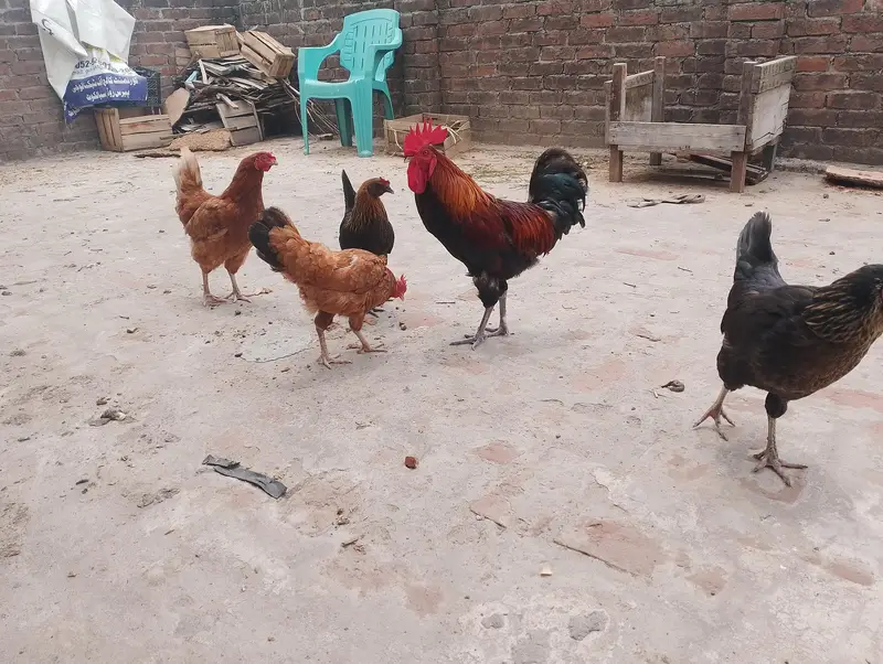 Desi Golden Misri Hens & Murga For Sale - Healthy Egg Laying — photo 3