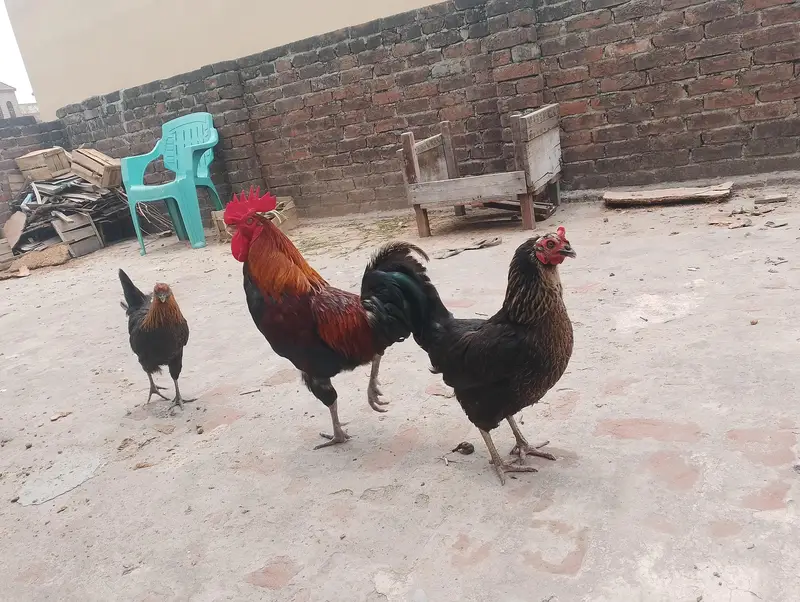 Desi Golden Misri Hens & Murga For Sale - Healthy Egg Laying — photo 4