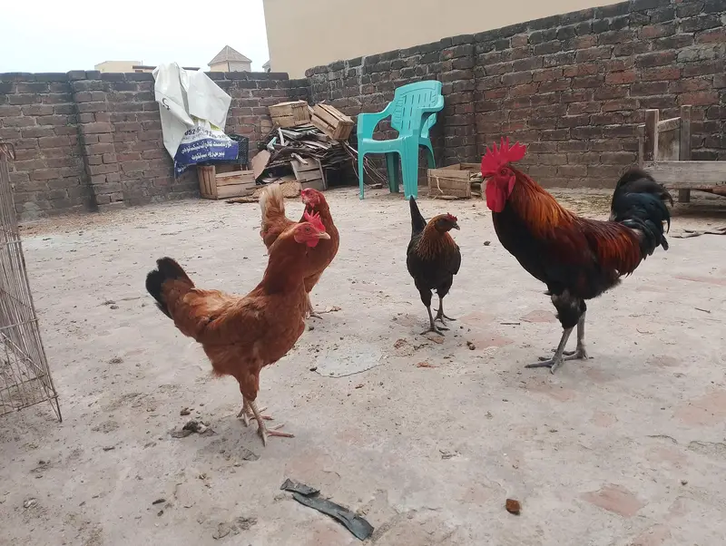 Desi Golden Misri Hens & Murga For Sale - Healthy Egg Laying — photo 5
