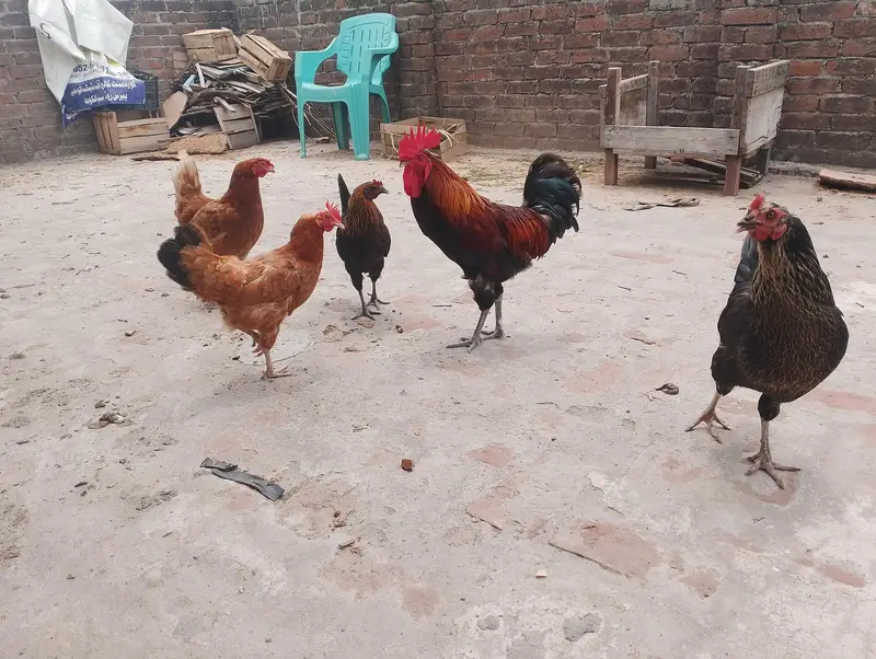 Desi Golden Misri Hens & Murga For Sale - Healthy Egg Laying — photo 6