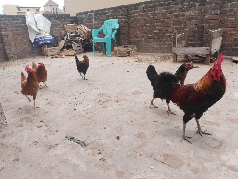 Desi Golden Misri Hens & Murga For Sale - Healthy Egg Laying — photo 7