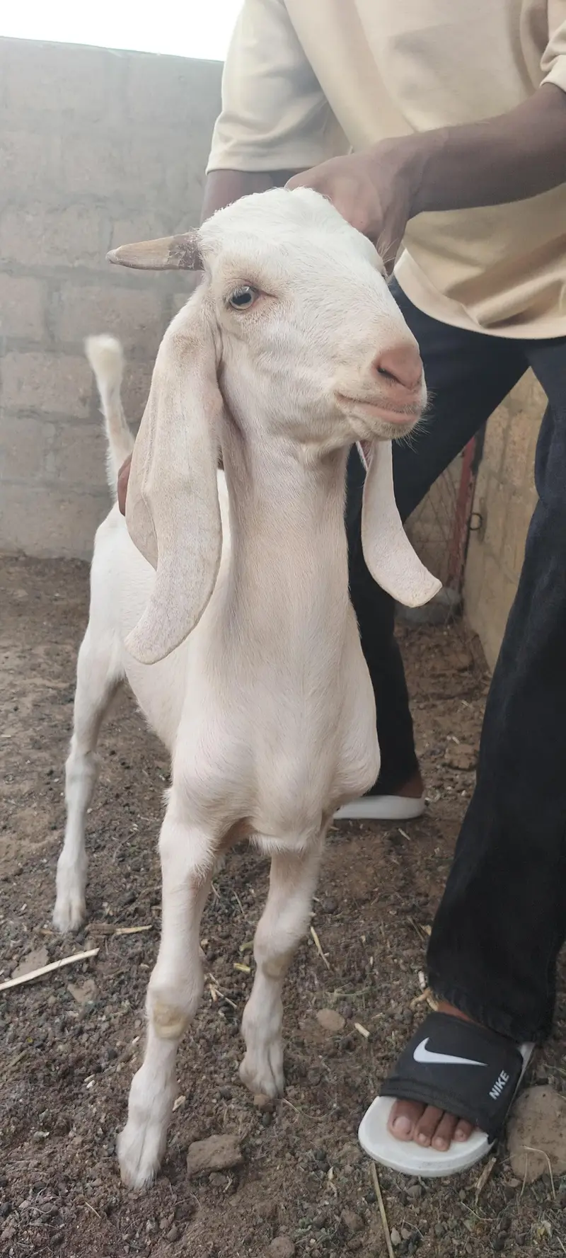 Bissar Tapra — photo 2