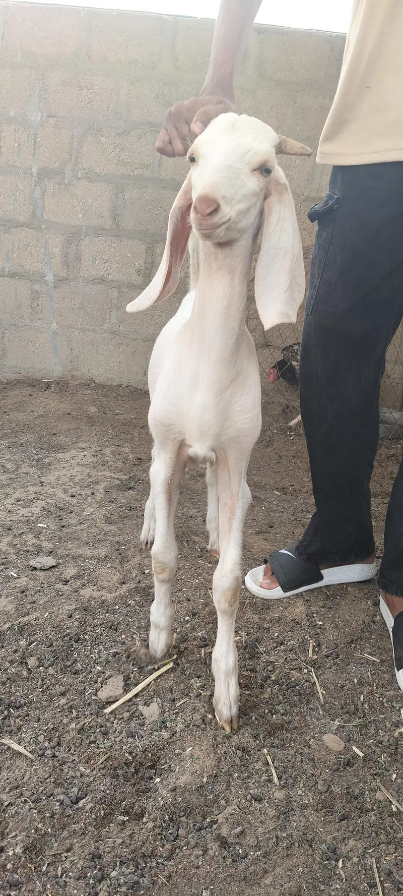 Bissar Tapra — photo 3