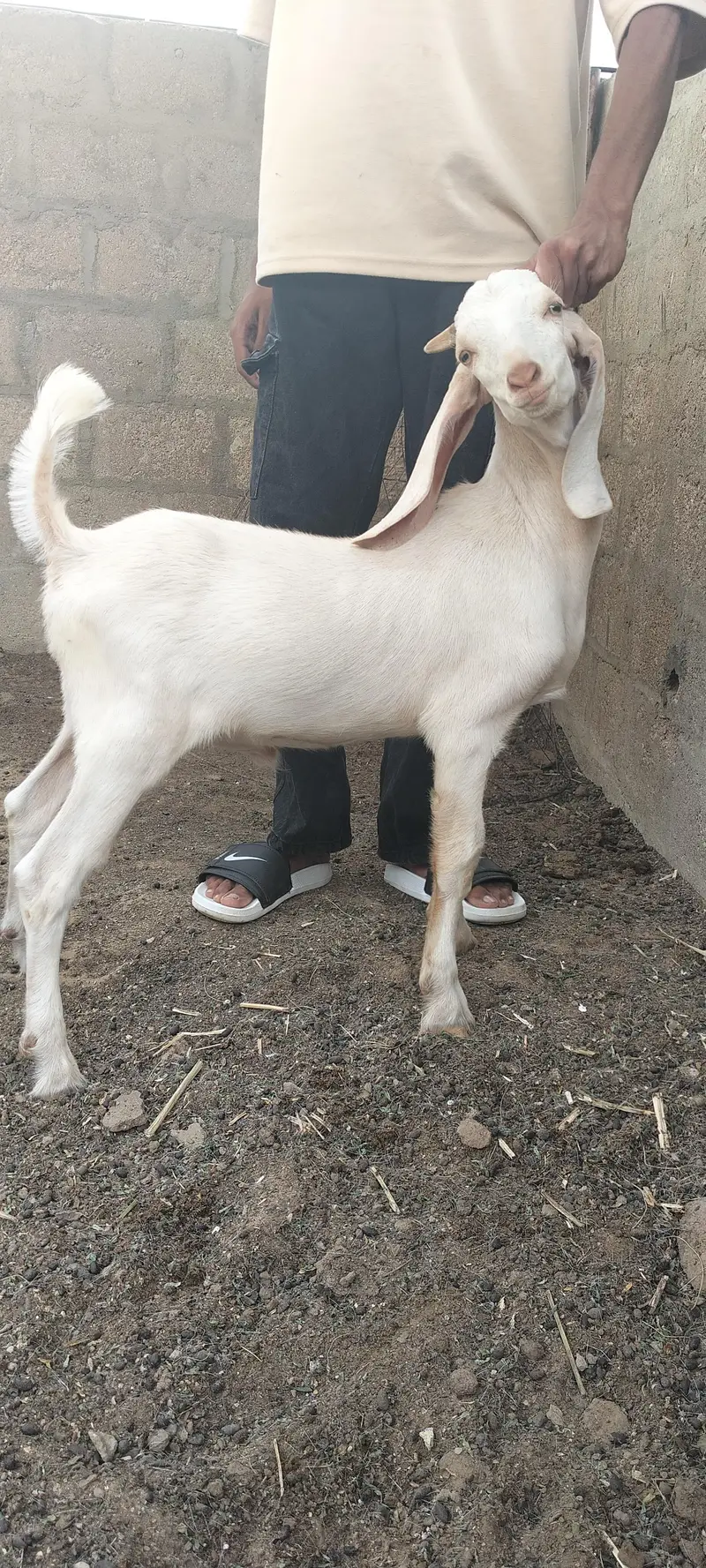 Bissar Tapra — photo 4