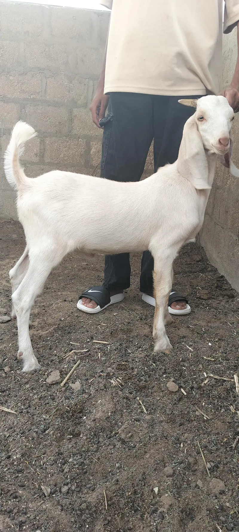 Bissar Tapra — photo 5