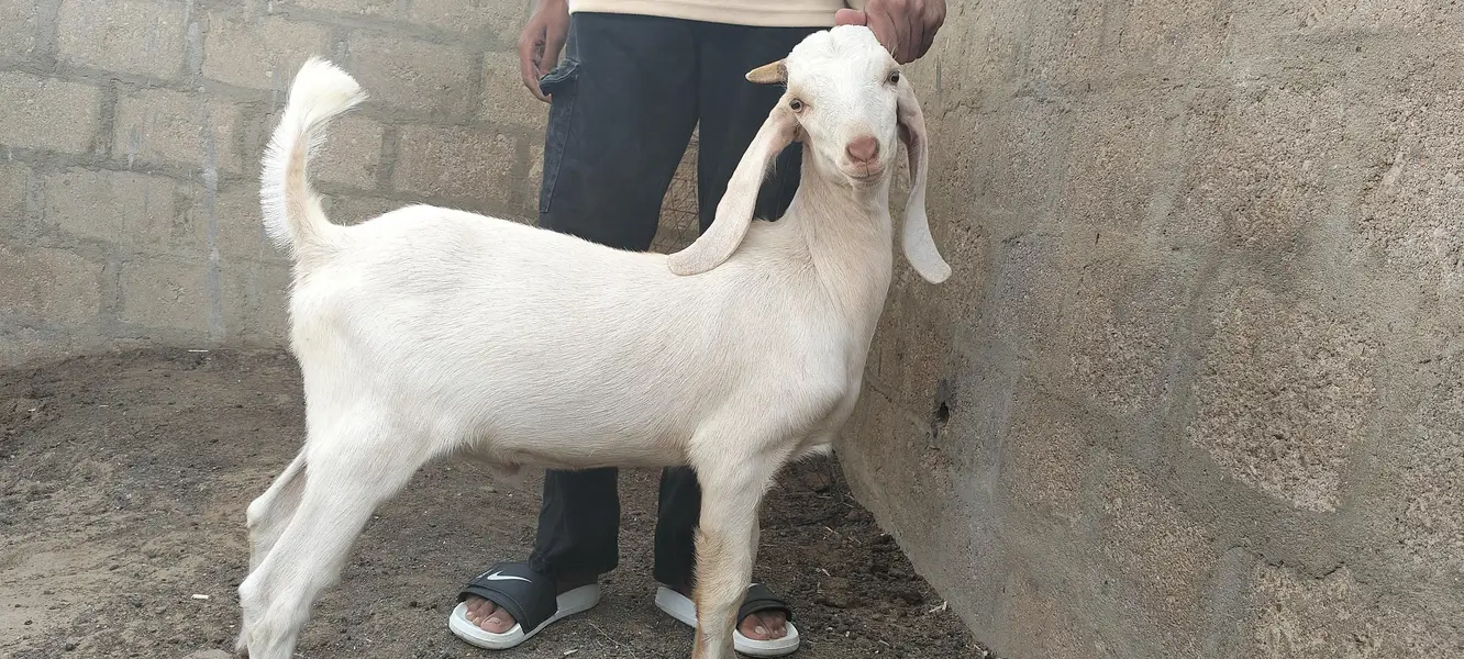 Bissar Tapra — photo 6