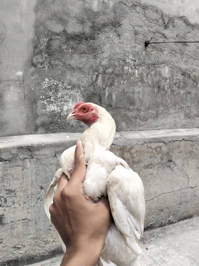 heera and sawa chicks