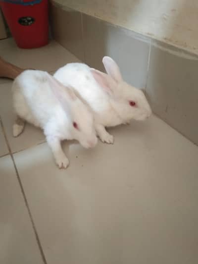white pair