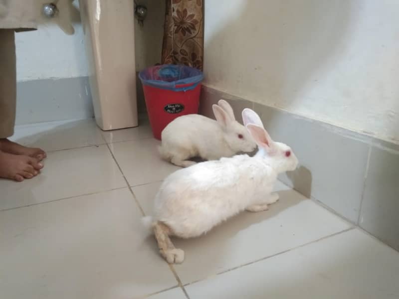 white pair 1