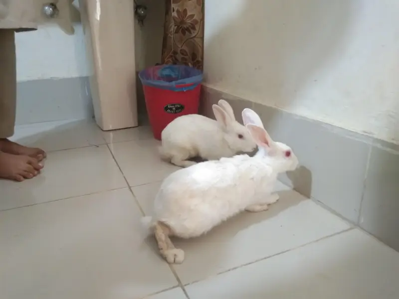 white pair — photo 2
