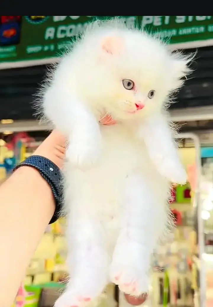 (Persian female kitten) (for sale all) (Pakistan delivery available) — photo 2