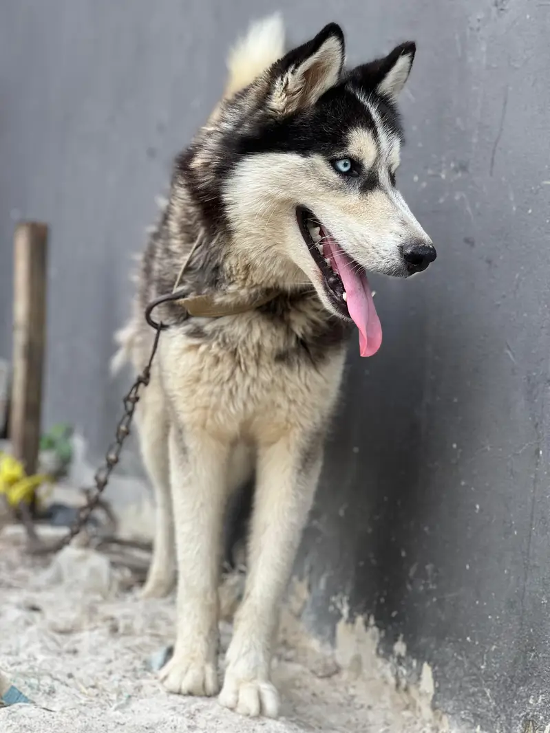 husky dog achi bared ka ha age 15 month ha — photo 2