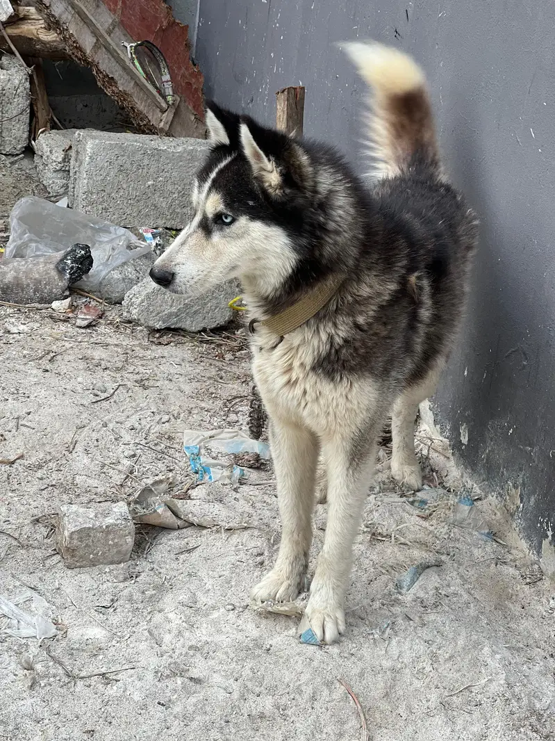 husky dog achi bared ka ha age 15 month ha — photo 3