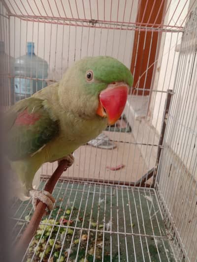 breeder raw parrot